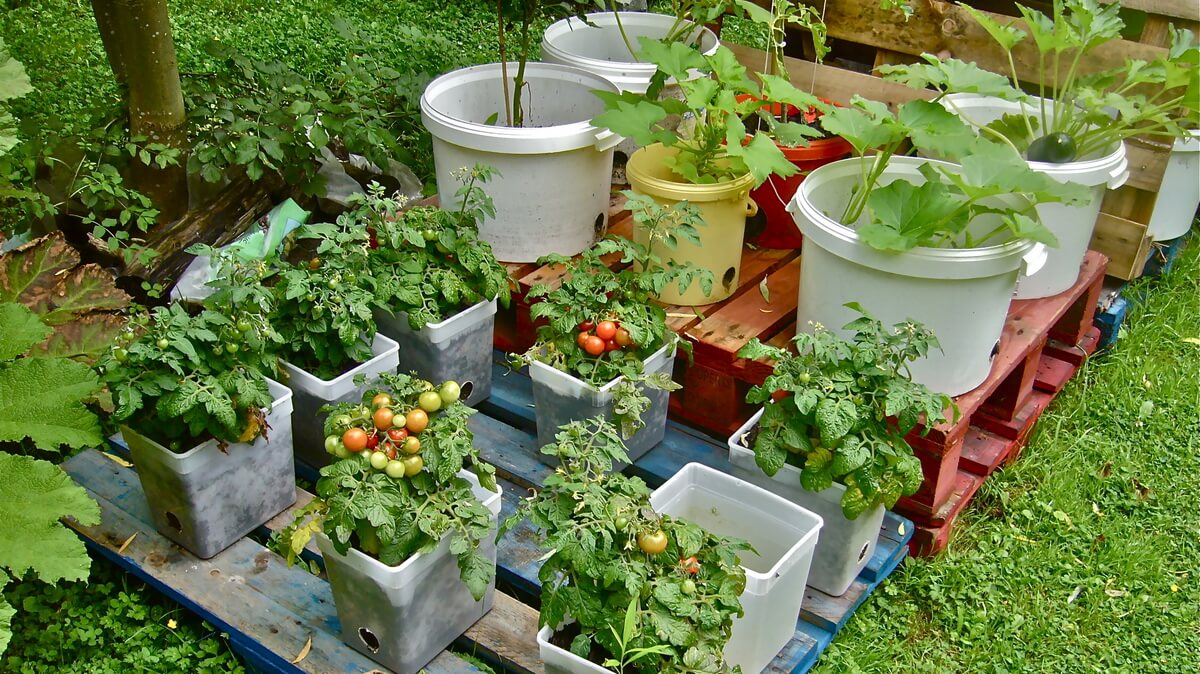 4 Best DIY Container Gardening Projects – DIY to Make